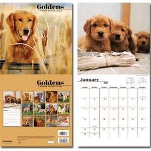  Goldens (Golden Retrievers) 16 Month Wall Calendar 2011 
