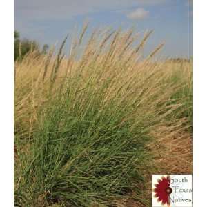  Davids Texas Native Grass Pink Pappusgrass Maverick 1 Pound 
