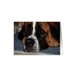  Worn out with Excitement, St Bernard face close up Card 