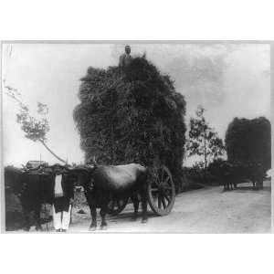  Hauling wheat on two wagons drawn by pairs of oxen 