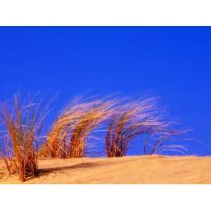  Grass Blowing on Dunes, Oregon Dunes National Recreation 