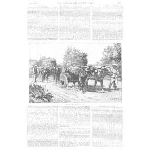  Illustrated London News Chile Farm Ox Cart