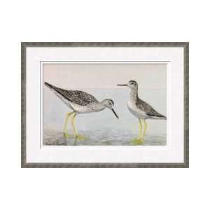 Greater Yellowlegs And A Lesser Yellowlegs Wading Framed 