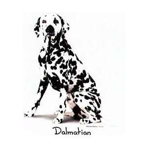  Dalmatian Shirts