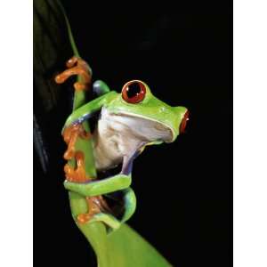 Misfit Leaf Frog (Agalychnis Saltator) on Leaf, Close Up, Rainforest 