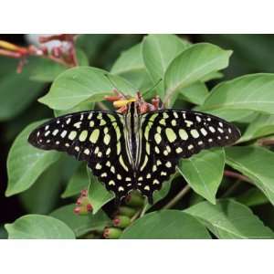  Green Jay Butterfly (Graphium Agamemnon), from the Philippines 