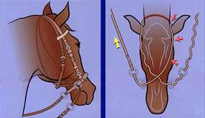 DR COOK WESTERN LEATHER REINS for The Bitless Bridle  
