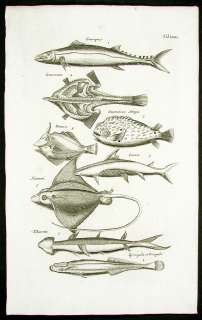 1767 SCARCE MERIAN JONSTON HISTORIA NATURALIS ANTIQUE FISH PRINT STING 