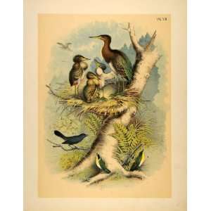  1881 Chromolithograph Green Heron Nest Chicks Catbird 
