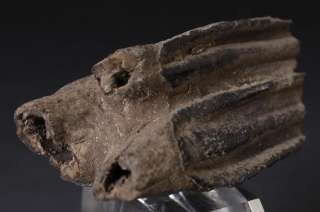 Description 2 Merge Coryphodon Big Tooth fossil rare collectible