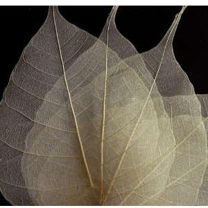 Skeleton Leaves Bodhi Tree Leaves 100 Pkg   BLeached White  