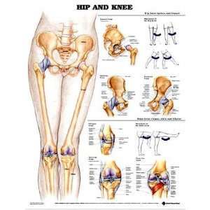 Hip and Knee Anatomical Chart  Industrial & Scientific