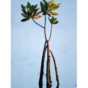  Red Mangrove (Rhizophora Mangle) Everglades Np, Florida 