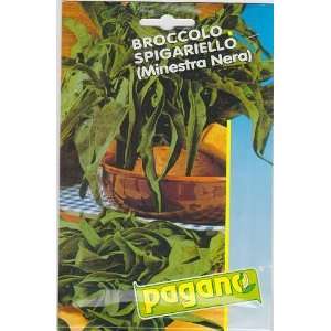   Spingariello Black Soup Broccoli Seeds 7 grams Patio, Lawn & Garden