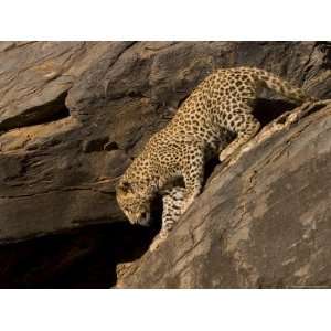 Leopard, Panthera Pardus, Windhoek, Namibia, Africa Photographic 