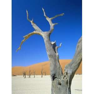 Dead Trees and Sun Baked Pan, Dead Vlei, Namib Naukluft Park, Namibia 