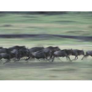  Wildebeeste Herd Runnng During Migration against a Green 