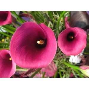  Dutch Calla Captain Promise 20 22 cm. 125 pack Patio 