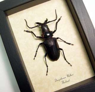 Real Strange Walrus Tusk Beetle Framed Insect 7984  