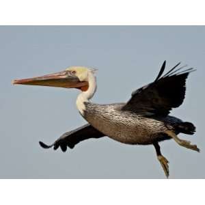  American White Pelican in Flight Shortly after Taking Off 
