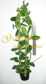 You are watching exact plant of Hoya ciliata THE BLACK HOYA, 1 Pot 