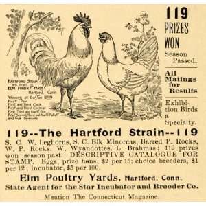  1899 Ad Elm Poultry Yard Star Incubator Brooder Prize Chicken 