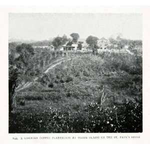  Print Liberia Africa Coffee Plantation Agriculture Landscape Farming 