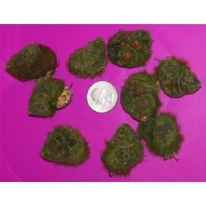  12 Live Trapdoor Snails for Koi pond fish tank aquarium 