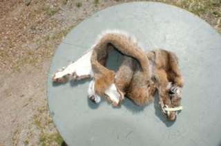 Bobcat pelt Missouri Lrg hide tanned fur trapper skin ~  