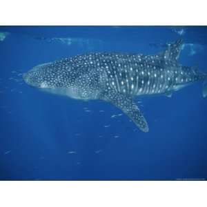  A Whale Shark in the Waters off Western Australia National 