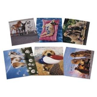 Avanti Birthday Card Collection, Paws itively Fabulous, 12 Count 