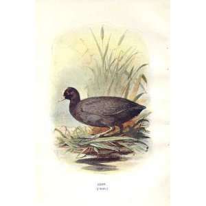  Coot By A Thorburn Wild Birds Print 1903