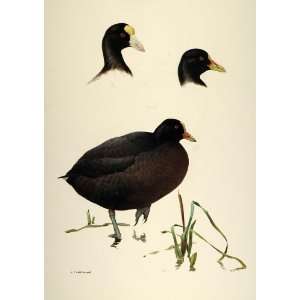  1984 Print Coots South America Water Birds Lansdowne 