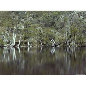  Gum Trees and King Billy Pines Reflected in an Alpine Crater 