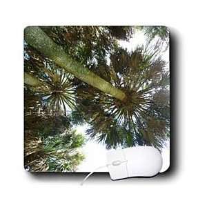  Florene Trees   Under The Palms   Mouse Pads Electronics