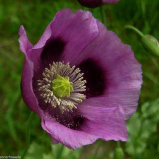 LAVENDER BREADSEED POPPY hardy showy 1000 seeds  