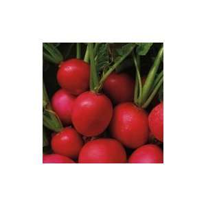  Pretty in Pink Radish   1 oz. Patio, Lawn & Garden