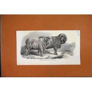   1869 Pure Saxon Merino Rams Exhibited Breslau Sheep