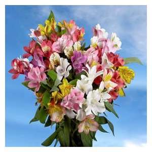 Alstroemeria Flowers 160  Grocery & Gourmet Food