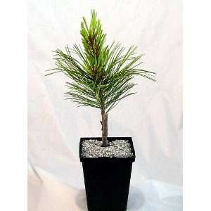  Blue Korean Pine True Bonsai   Pinus koraiensis Patio 
