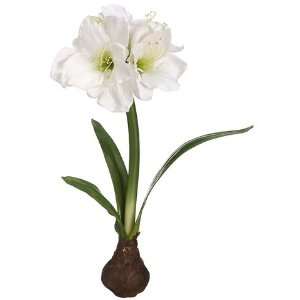  21 Standing Amaryllis w/Bulb White (Pack of 4)