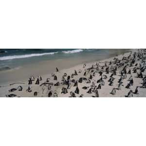  Colony of Jackass Penguins on the Beach, Boulder Beach 