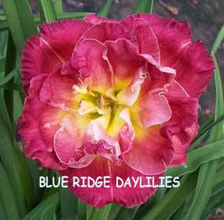 ROSE STORM   DF   L1A   Santa Lucia 2000   DAYLILY  