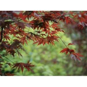 Japanese Maple Leaves National Geographic Collection Photographic 
