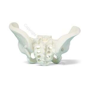 Miniature Pelvis Skeleton Model (Made in USA) Industrial 