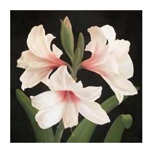   Lily II   Artist Gloria Eriksen  Poster Size 20 X 20