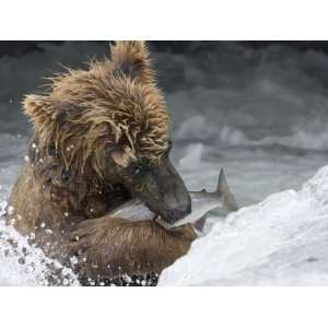  Brown Bear (Ursus Arctos) Getting a Better Grip on Freshly 