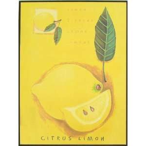 com Wooden Citrus Lemon (Limone   Italian, Limon   Albanian & Arabic 