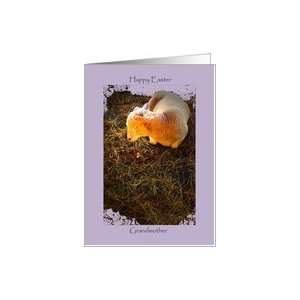 Easter, Grandmother, Lamb on Hay in Spotlight Card Health 