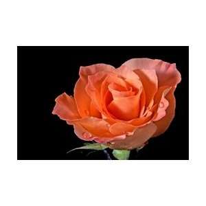  La Parisienne Peach Rose 20 Long   100 Stems Arts 
